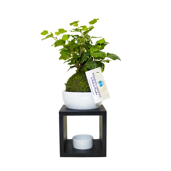 kokedama_design_nad_bomboniere_viventi