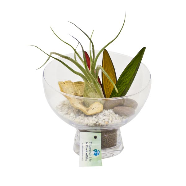 tillandsia_design_nad_bomboniere_viventi