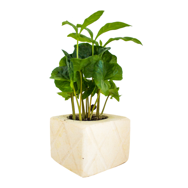 CF-PL-CUBE_pianta_caffe_pietra_leccese