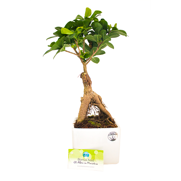 bonginseng_bomboniere_bonsai_ginseng_nad_nature_art_design_1