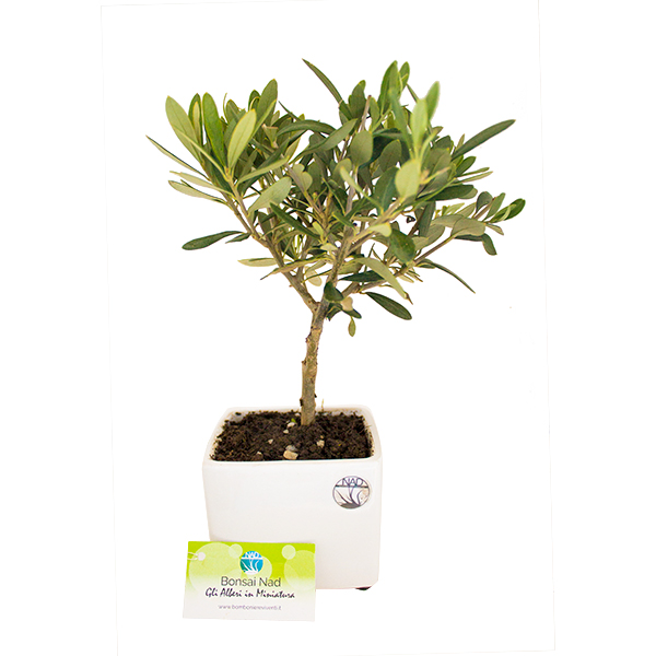 bonulivo_bomboniere_bonsai_ulivo_nad_nature_art_design_1
