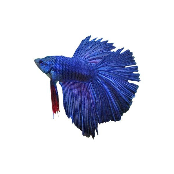 bw0066_pesce_betta_nad_bomboniere_viventi.jpg