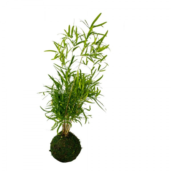 kokedama_kgps1_bomboniere_viventi5.jpg
